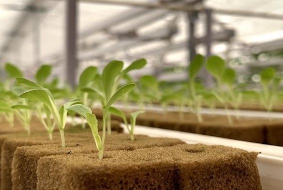 HLYG grow rock wool